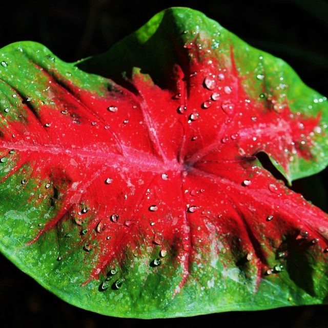 Caladium