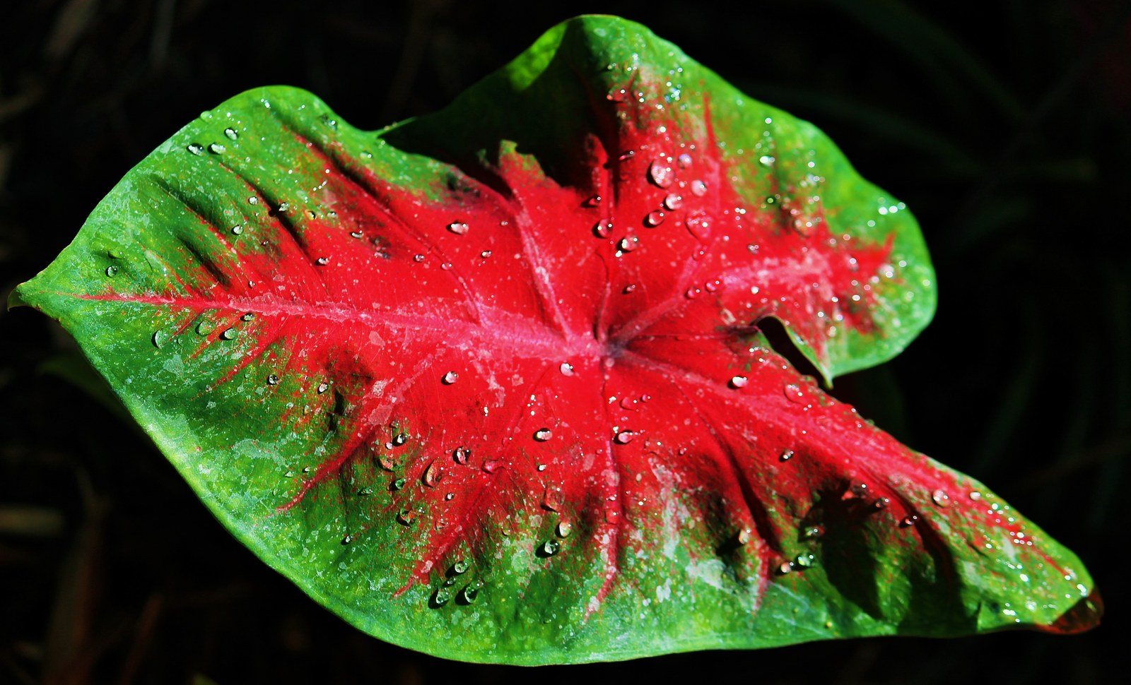 Caladium