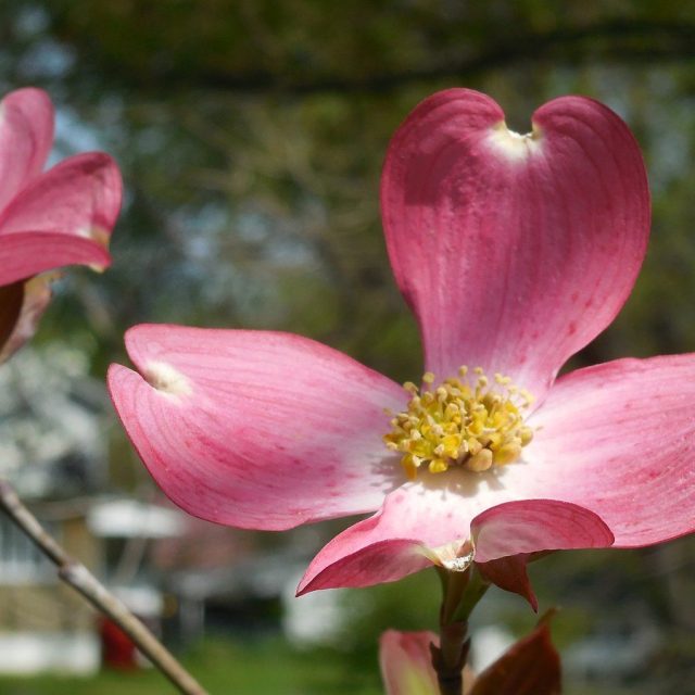 Pink Dogwood, Audubon Park, Louisville