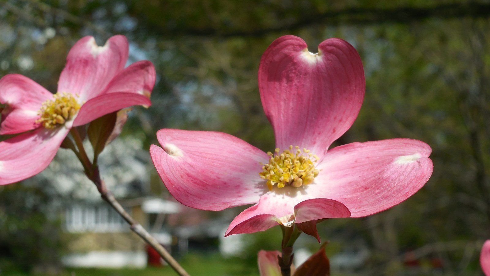 Pink Dogwood, Audubon Park, Louisville