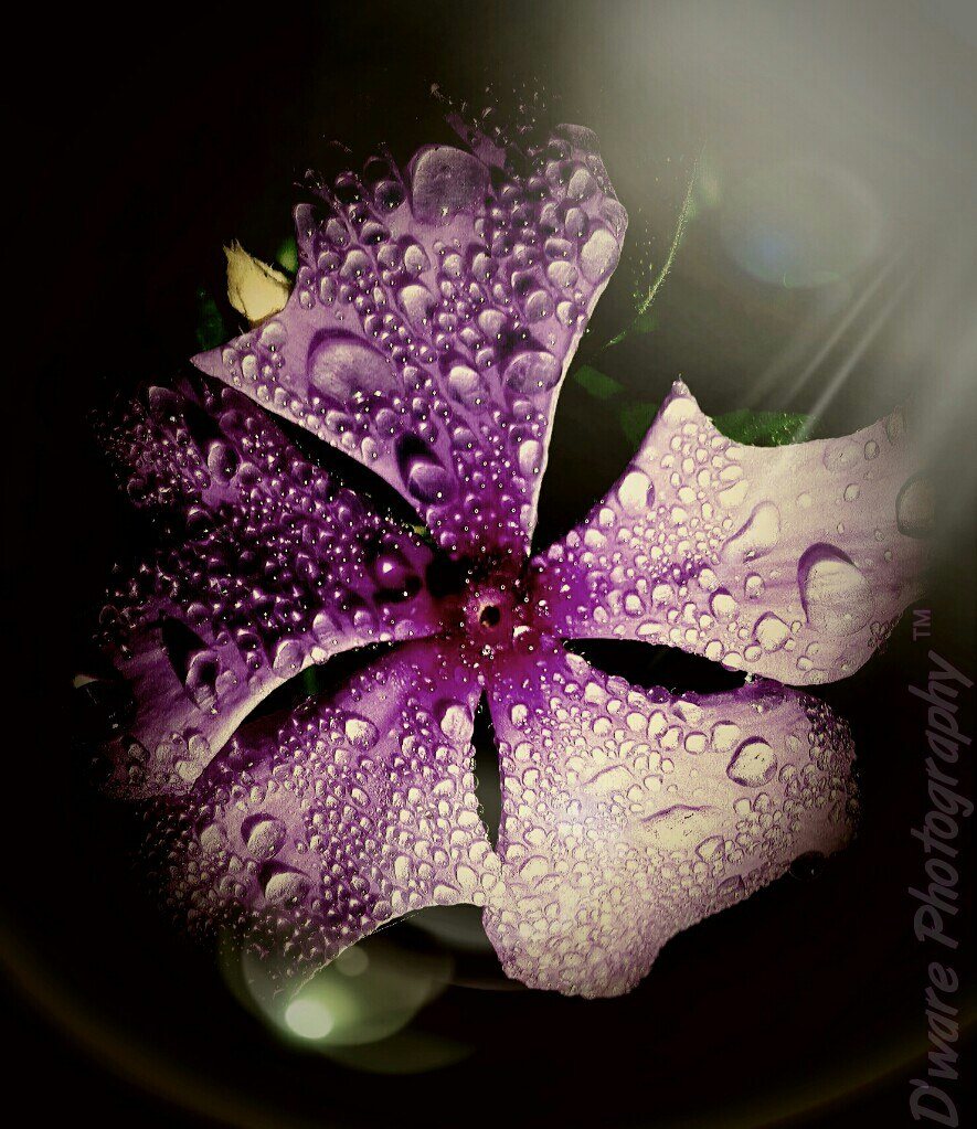 "Morning Dew"