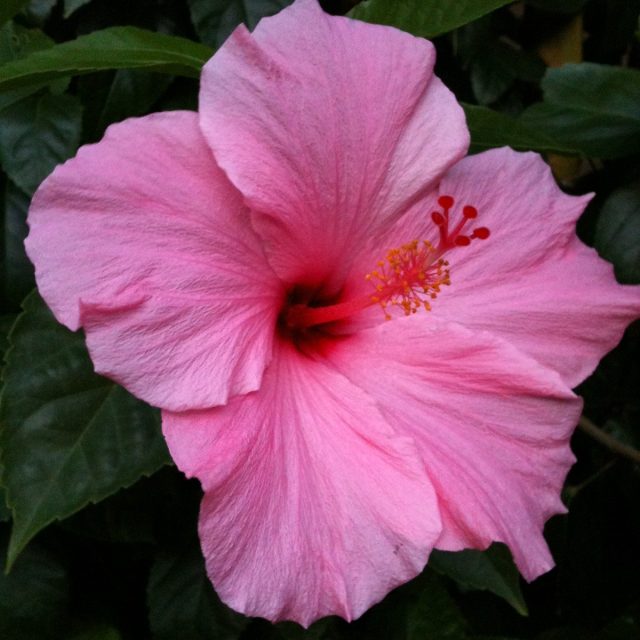 Hibiscus