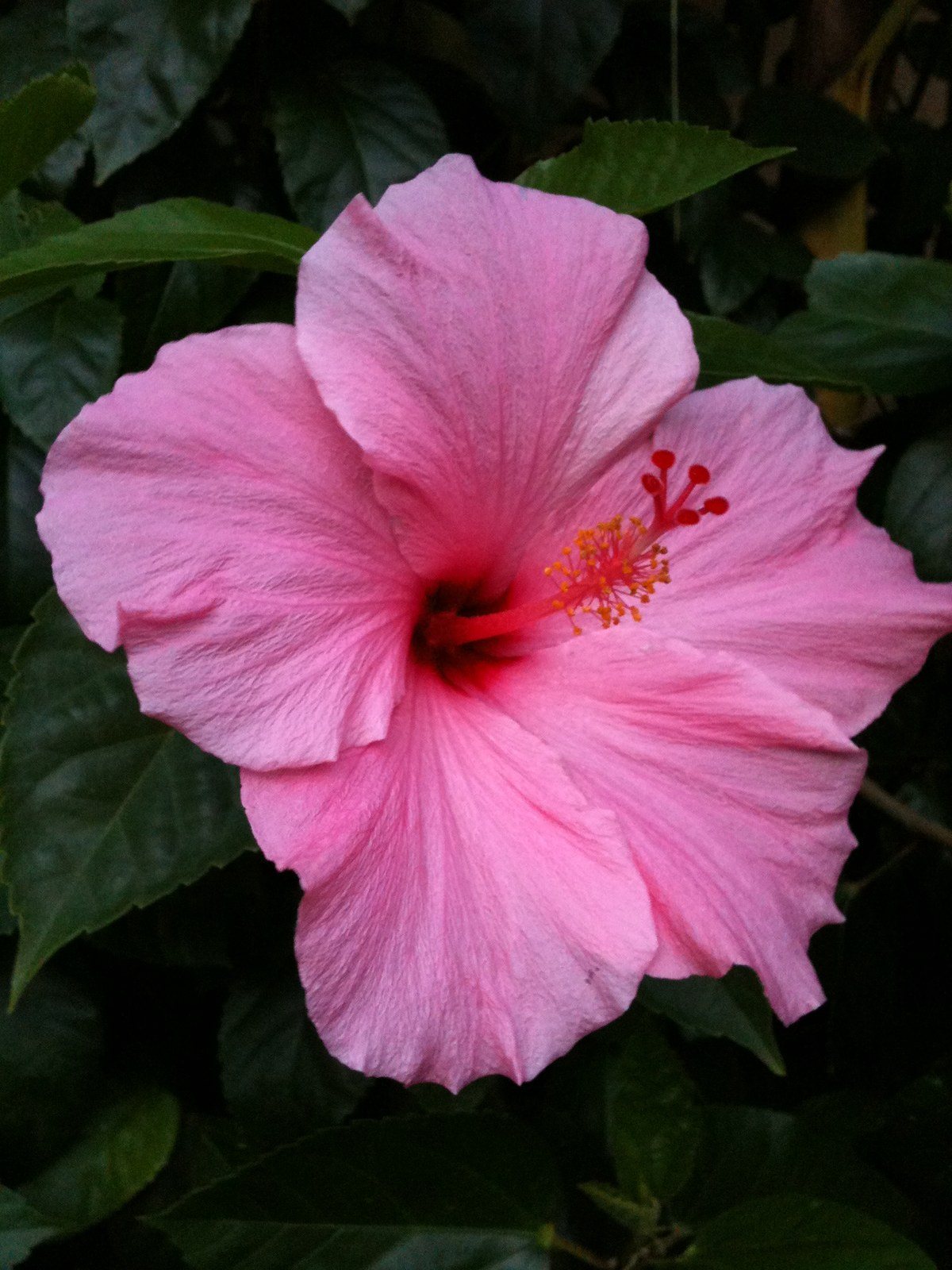 Hibiscus