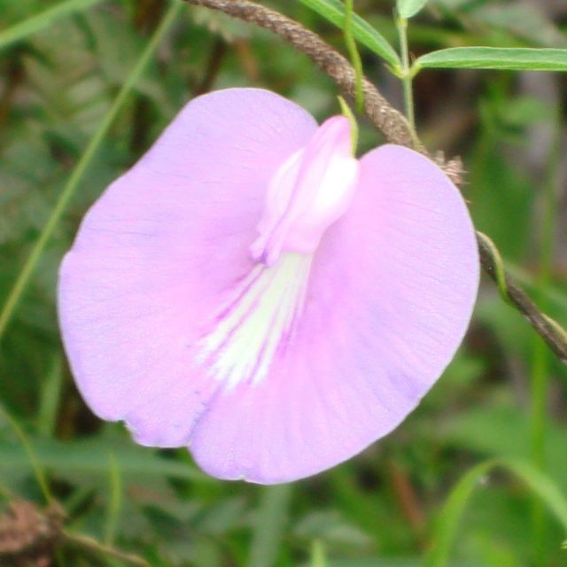 Spurred Butterfly Pea