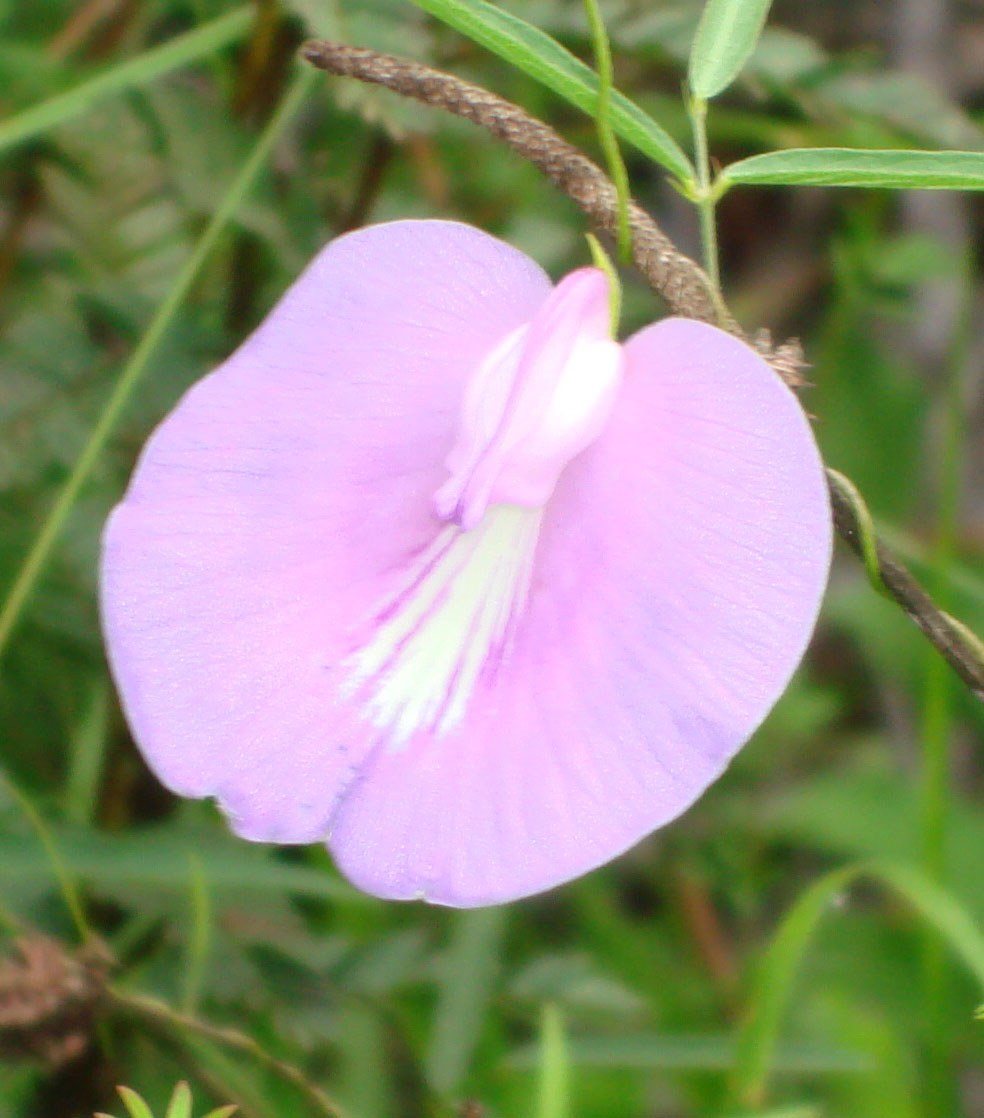 Spurred Butterfly Pea