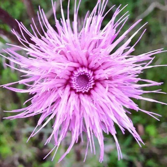Pinky