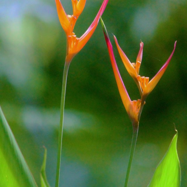McKee Garden