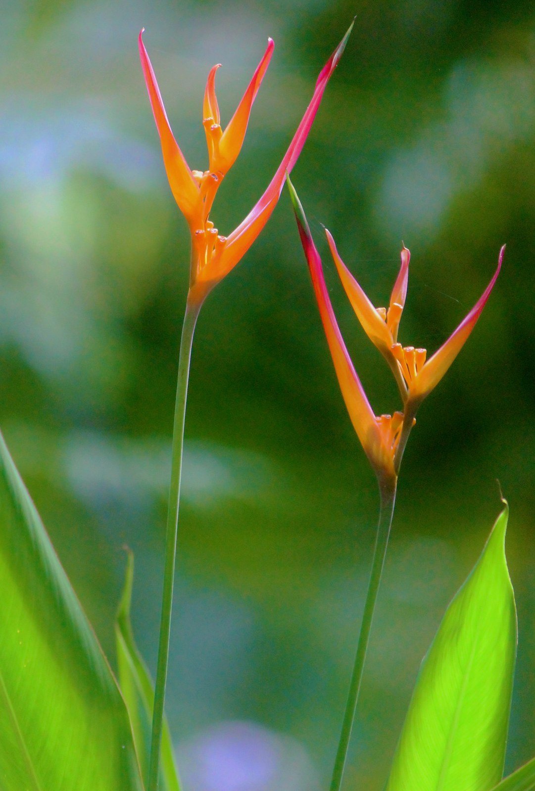 McKee Garden