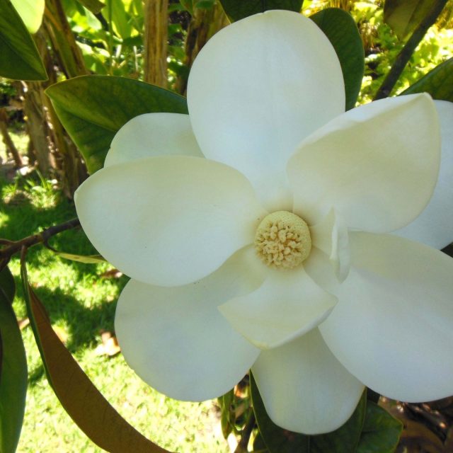 Magnificient Magnolia