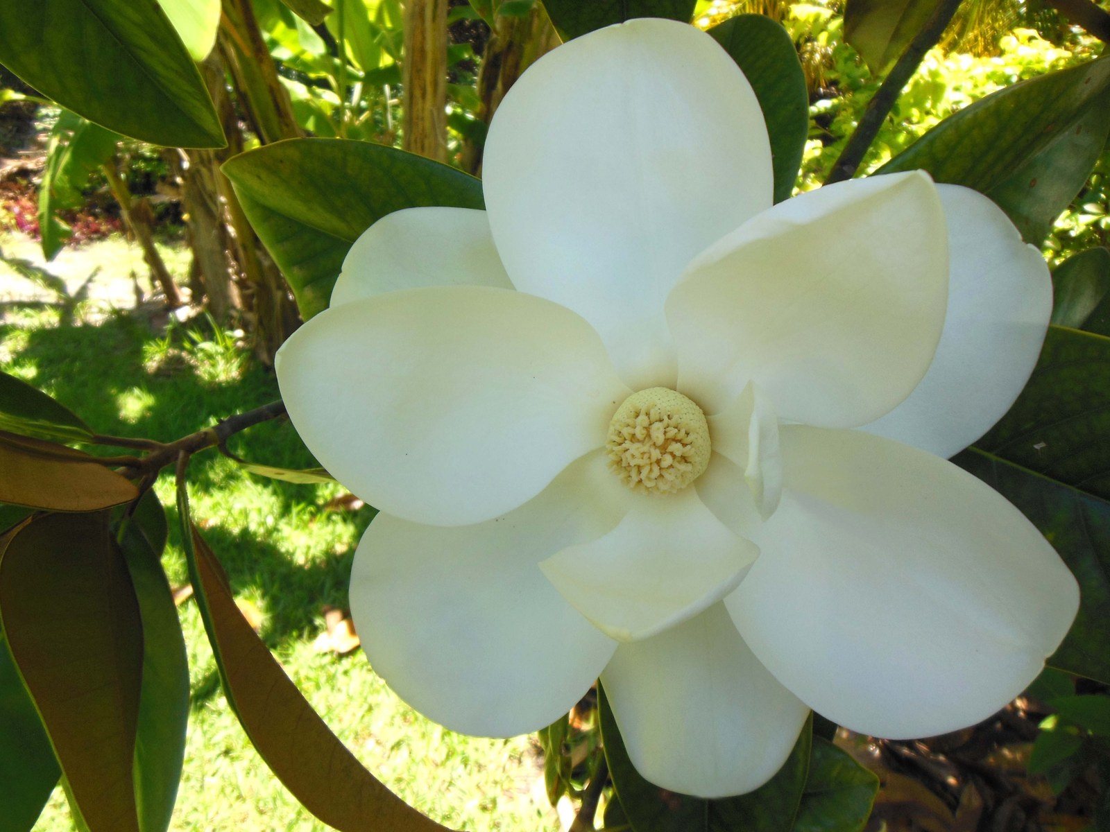 Magnificient Magnolia