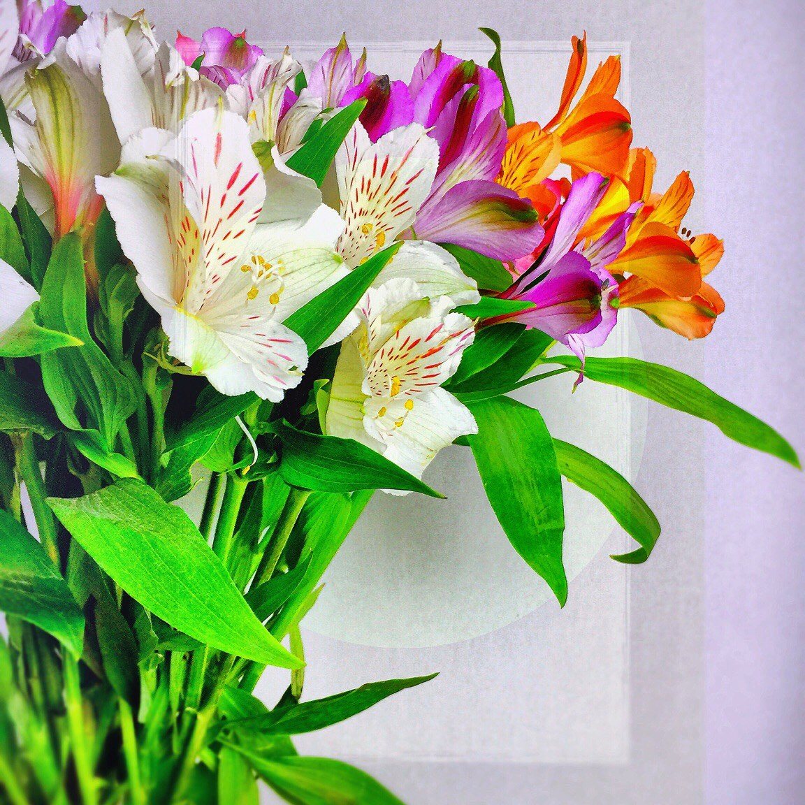 Flowers Just Because