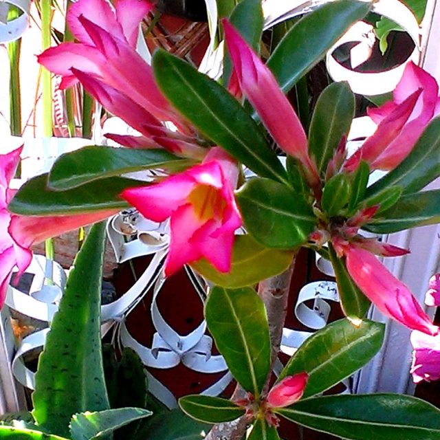 Desert Rose