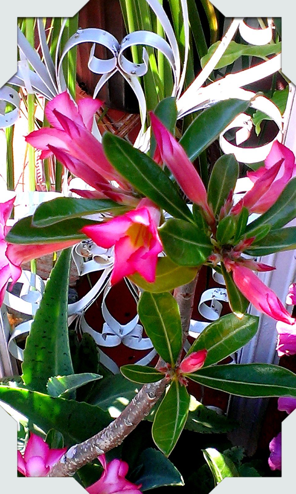 Desert Rose