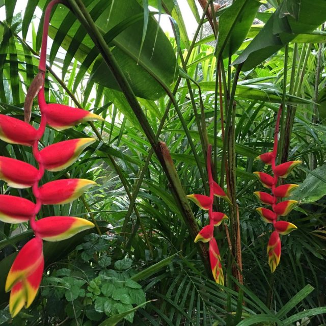 Lobster Claw Haliconias