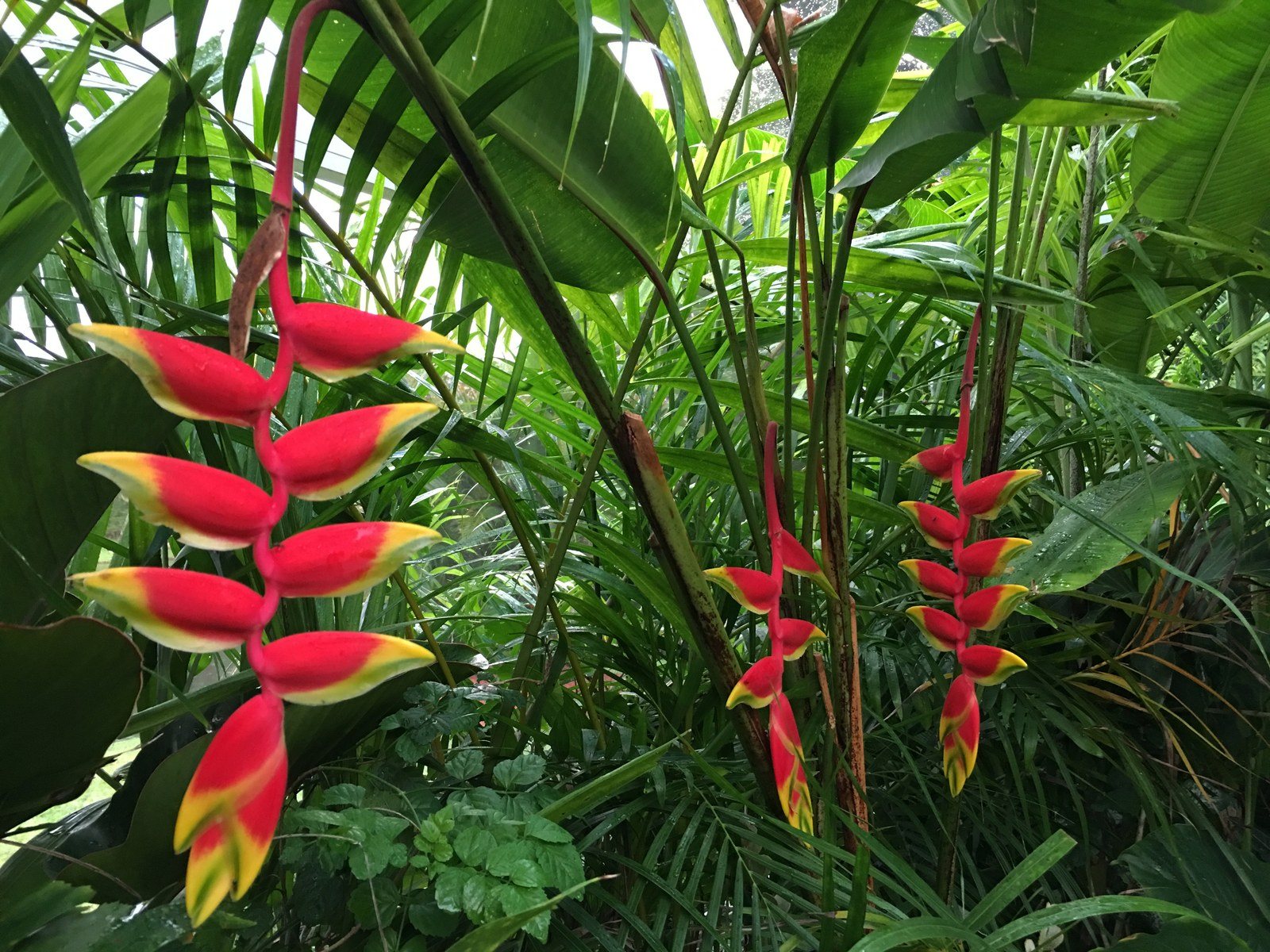 Lobster Claw Haliconias