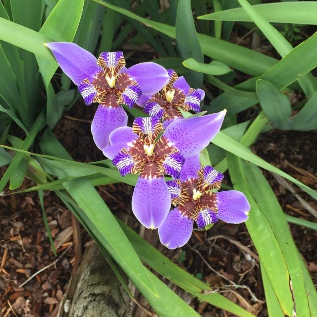 Walking Iris