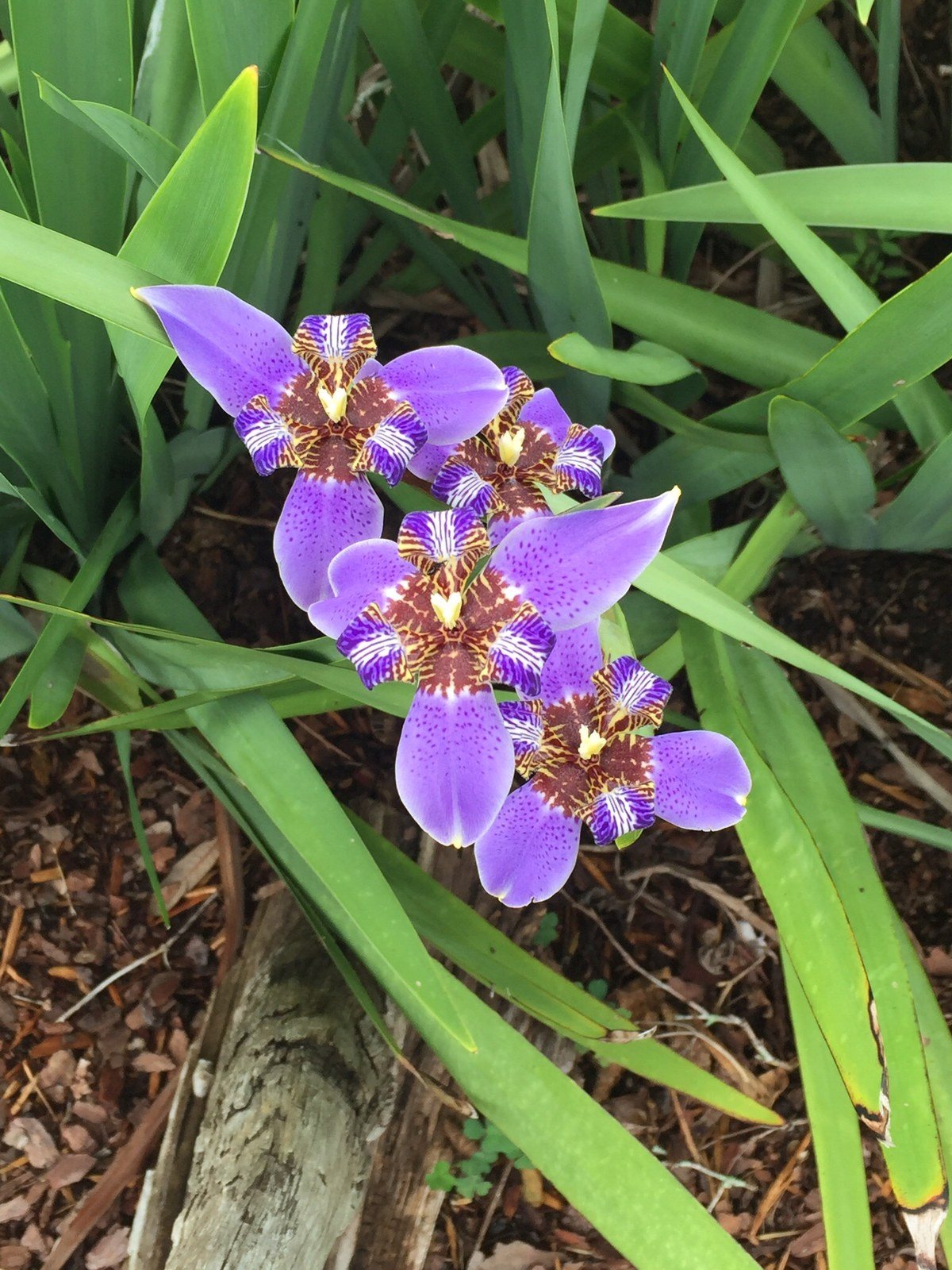 Walking Iris
