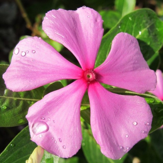 Pink Pinwheel