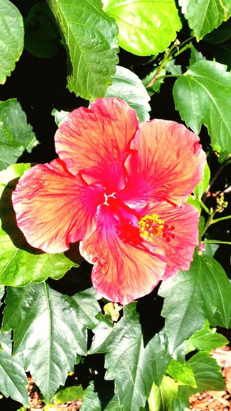Bougainvillea