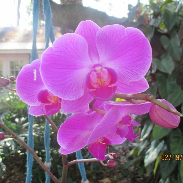 Orchid