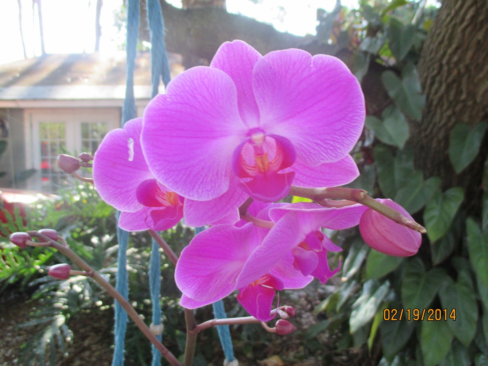 Orchid