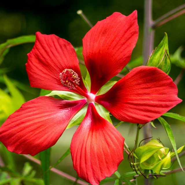 Red Vibrance