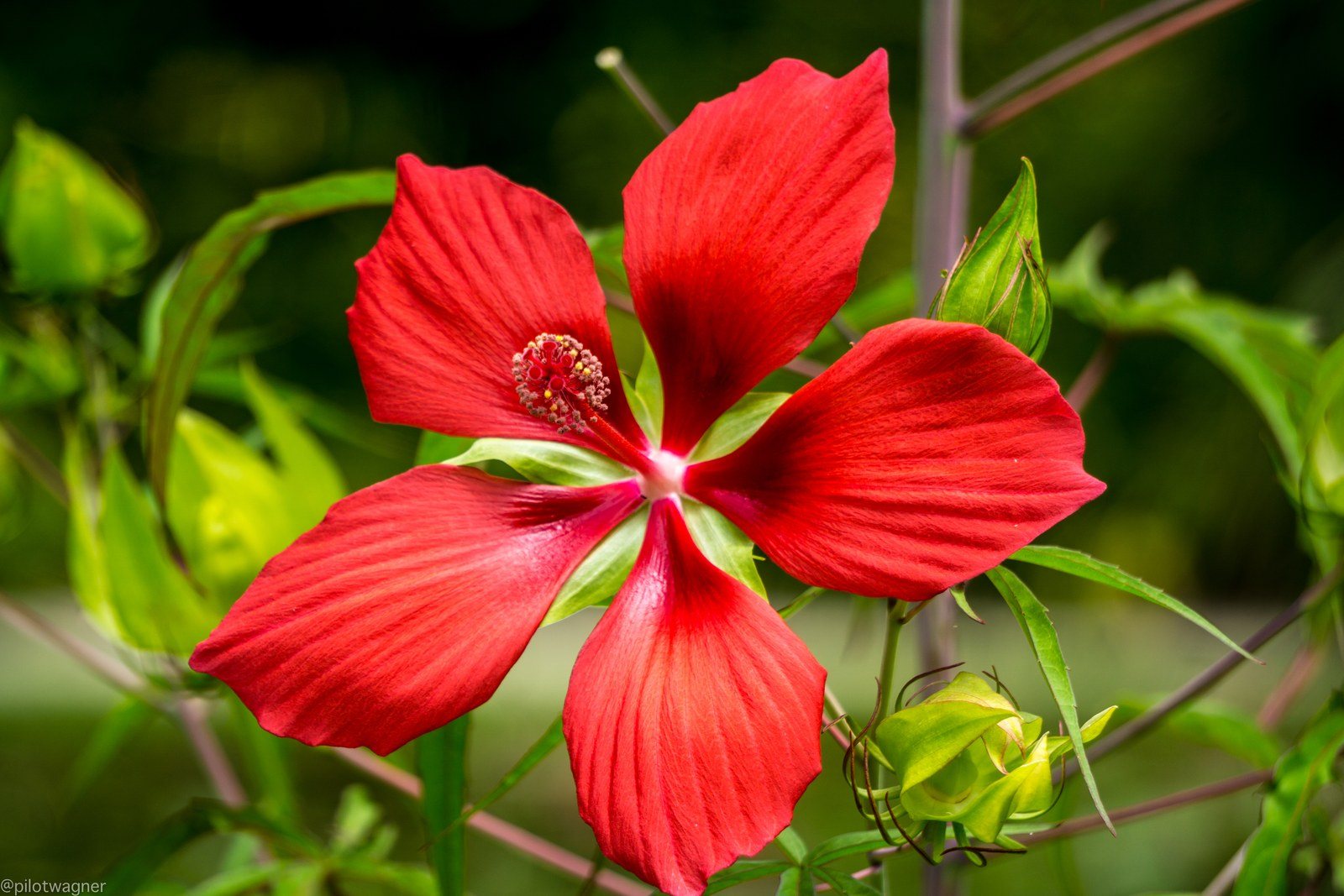 Red Vibrance