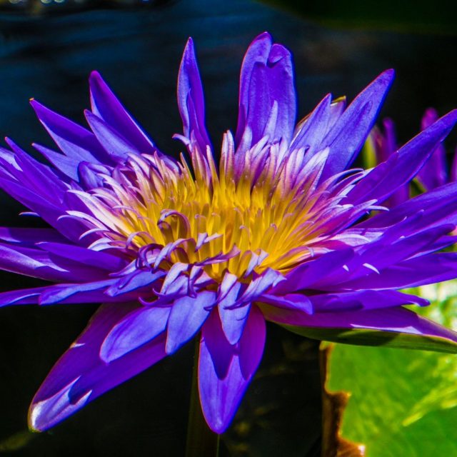 Blue Lotus