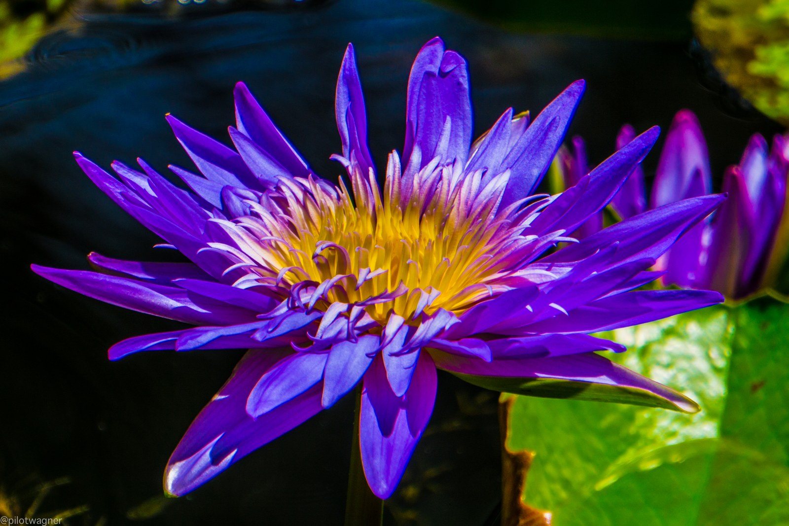 Blue Lotus
