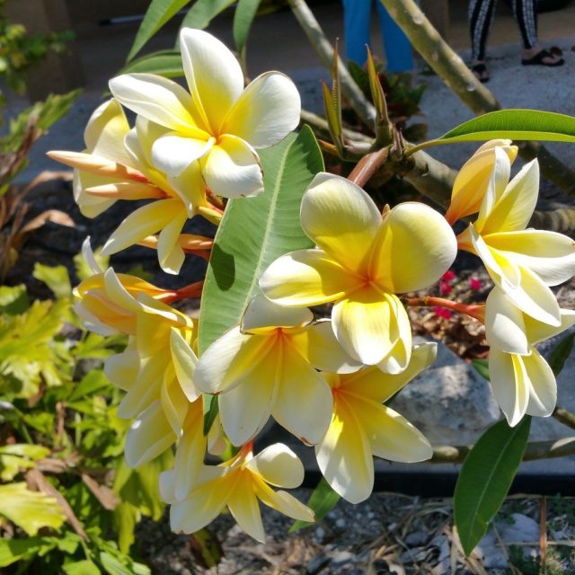 Frangipani