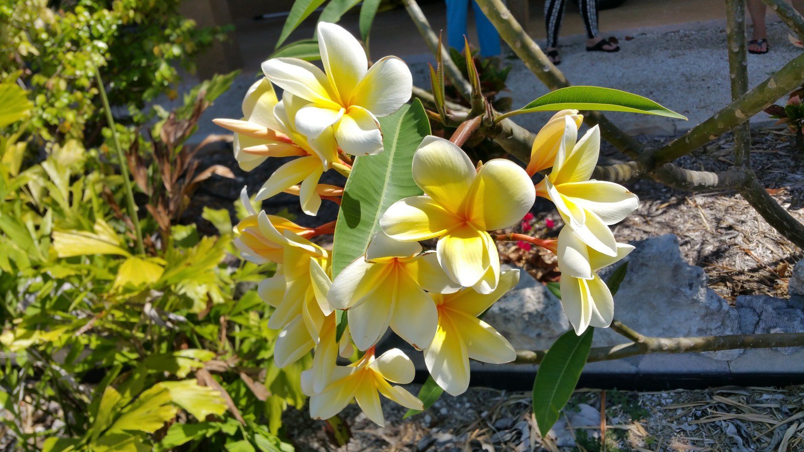 Frangipani