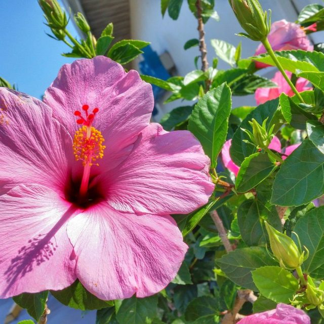 Pure Pink