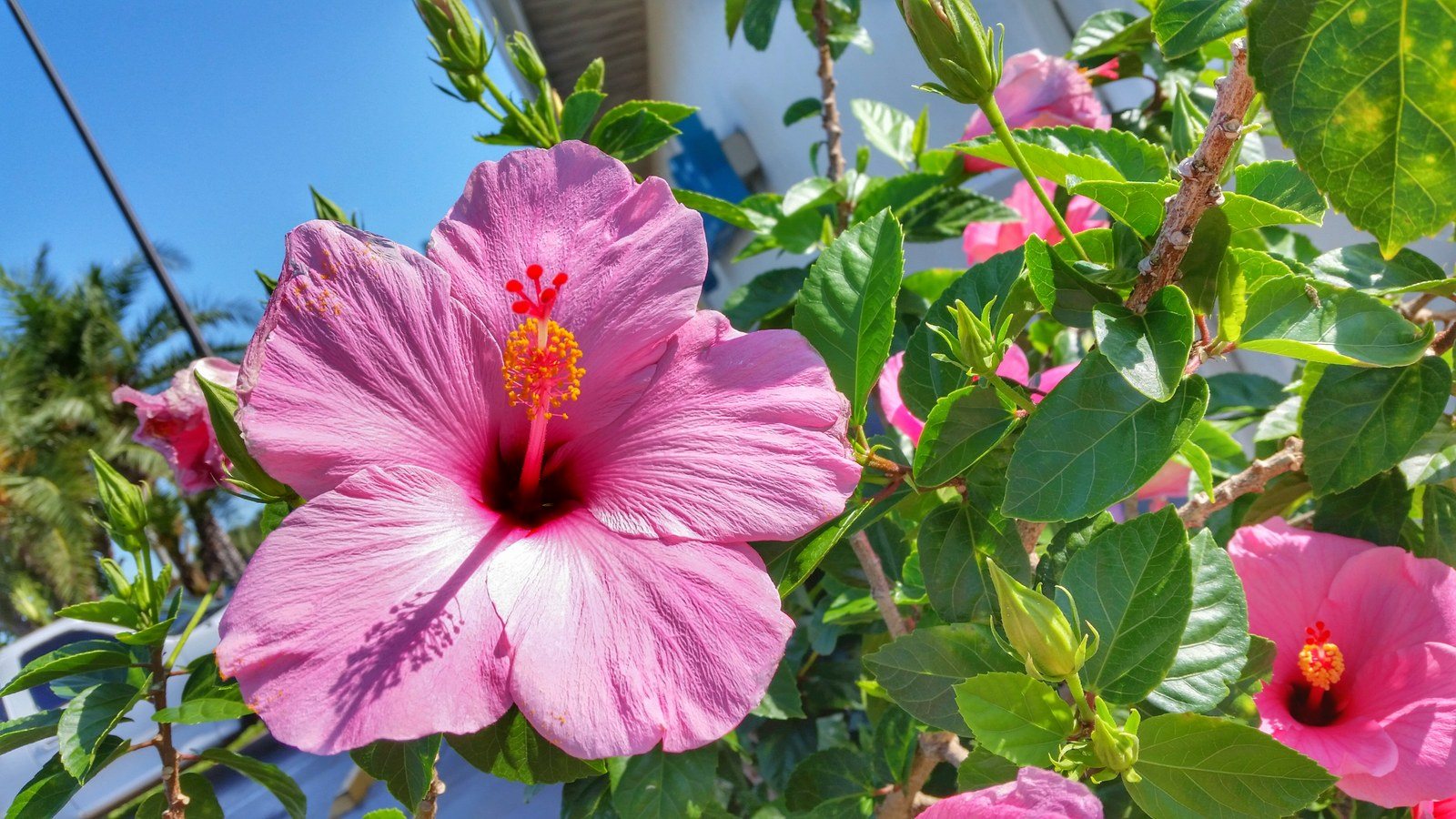 Pure Pink