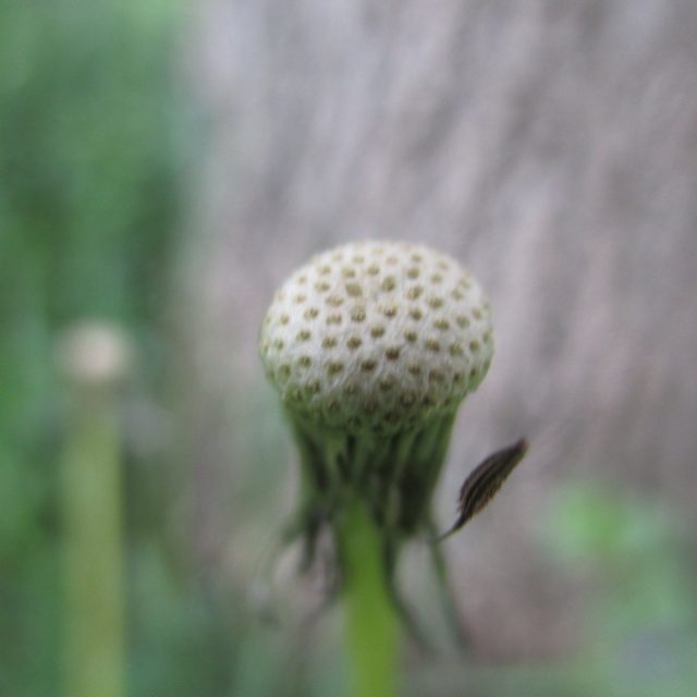 Empty Dandelion