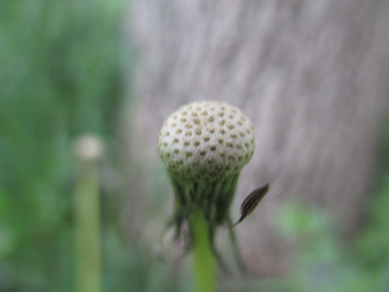 Empty Dandelion