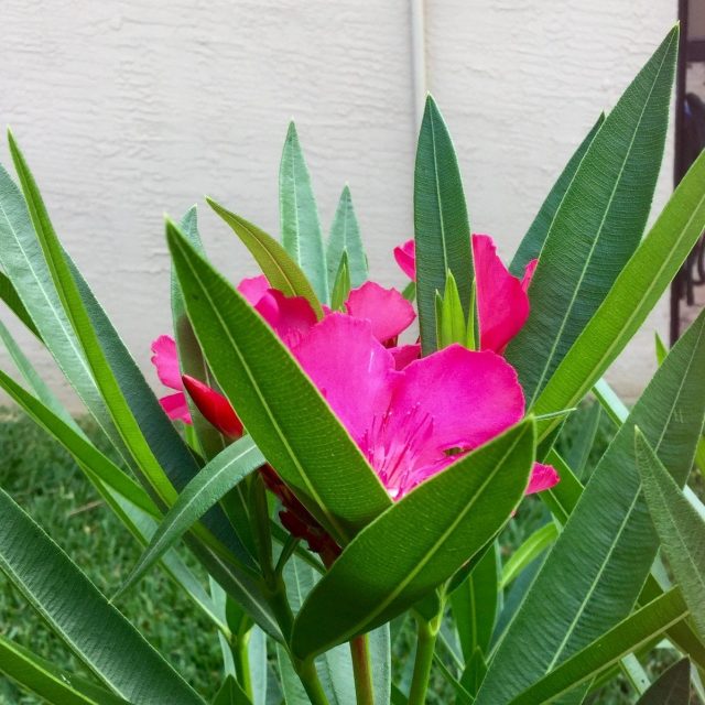 Oleander