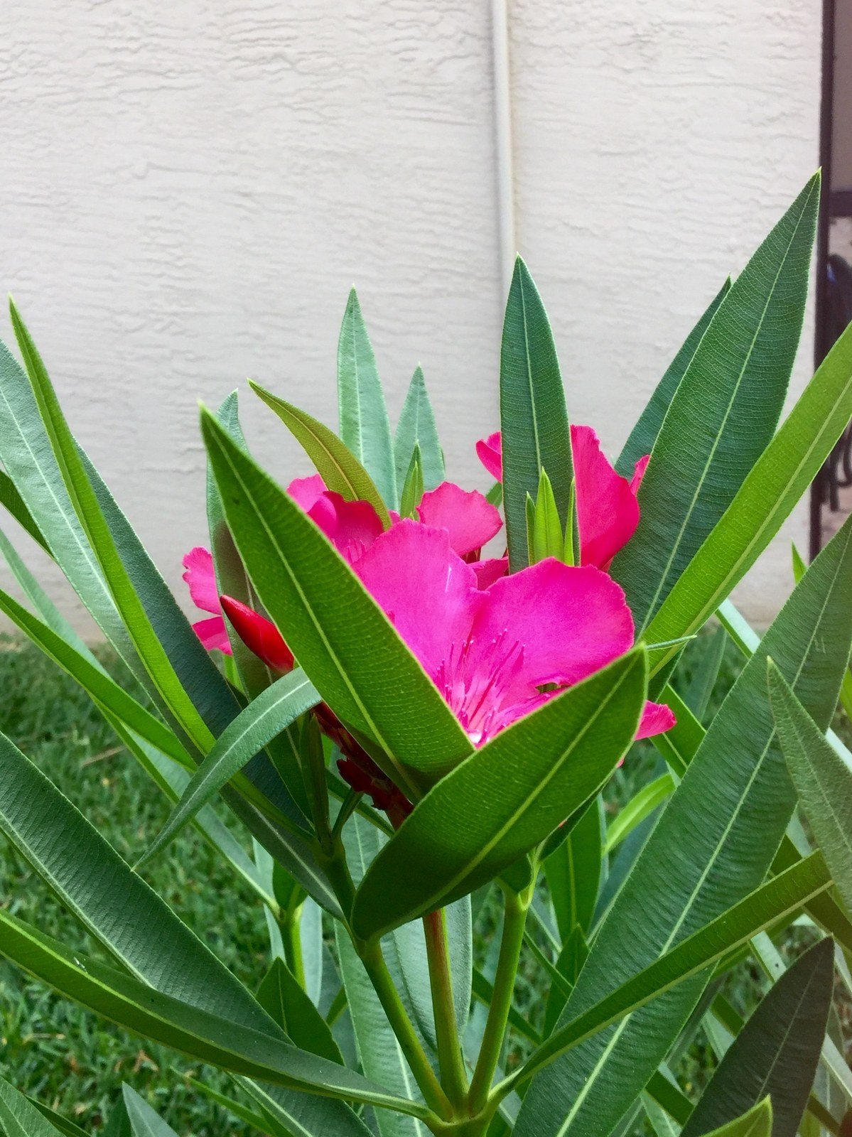 Oleander