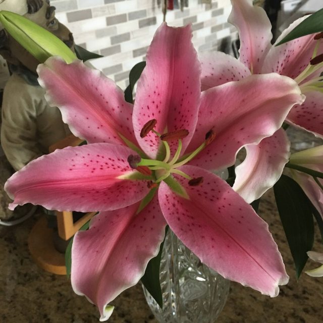 Stargazer Delight