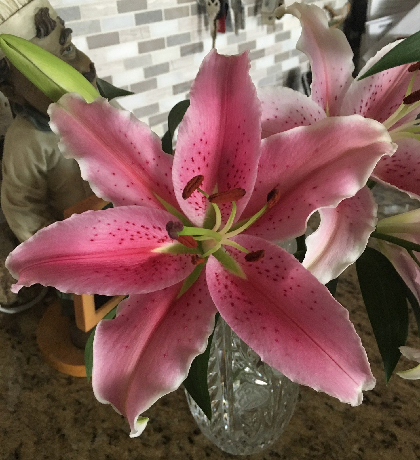 Stargazer Delight
