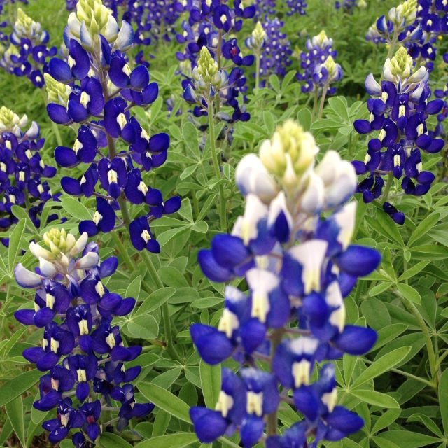 Bluebonnets In Spring