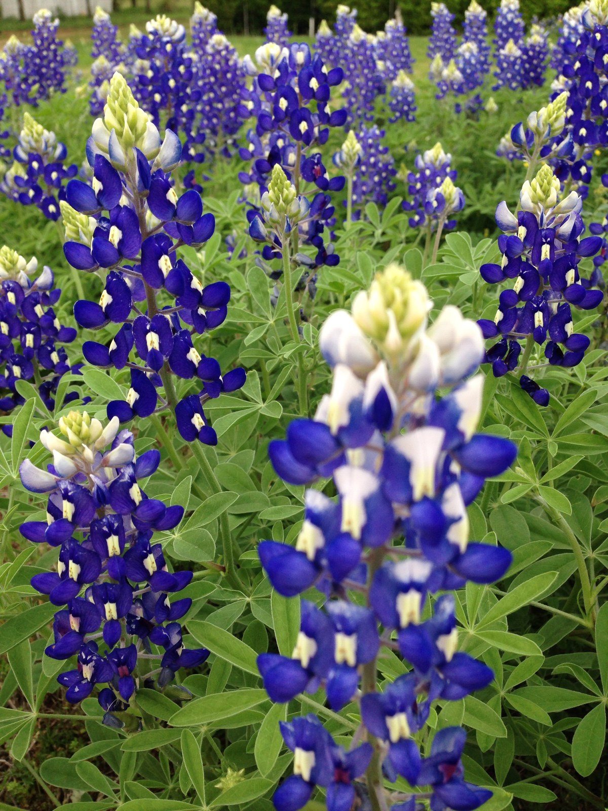 Bluebonnets In Spring