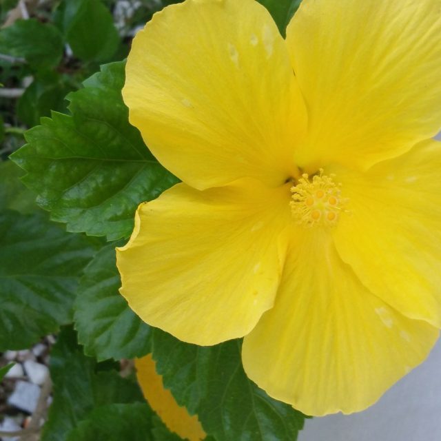 Yellow Hibiscus