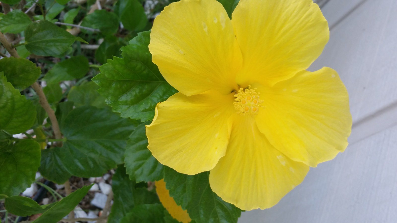 Yellow Hibiscus