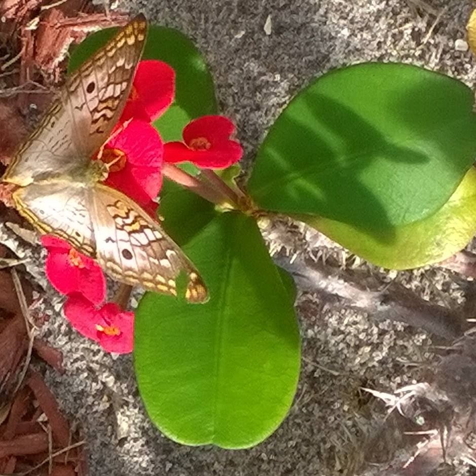 Butterfly Landing