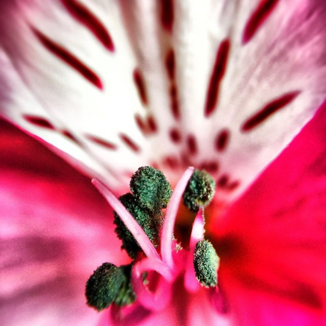 Red Macro