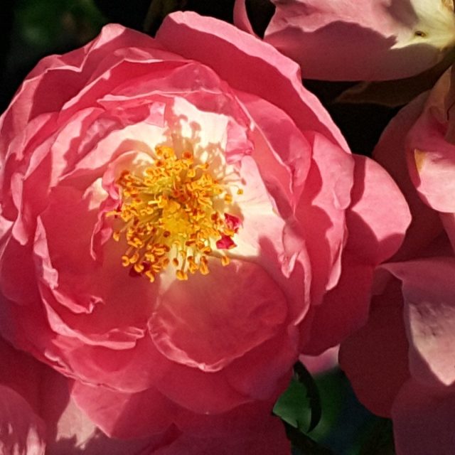Tauschendo Rose