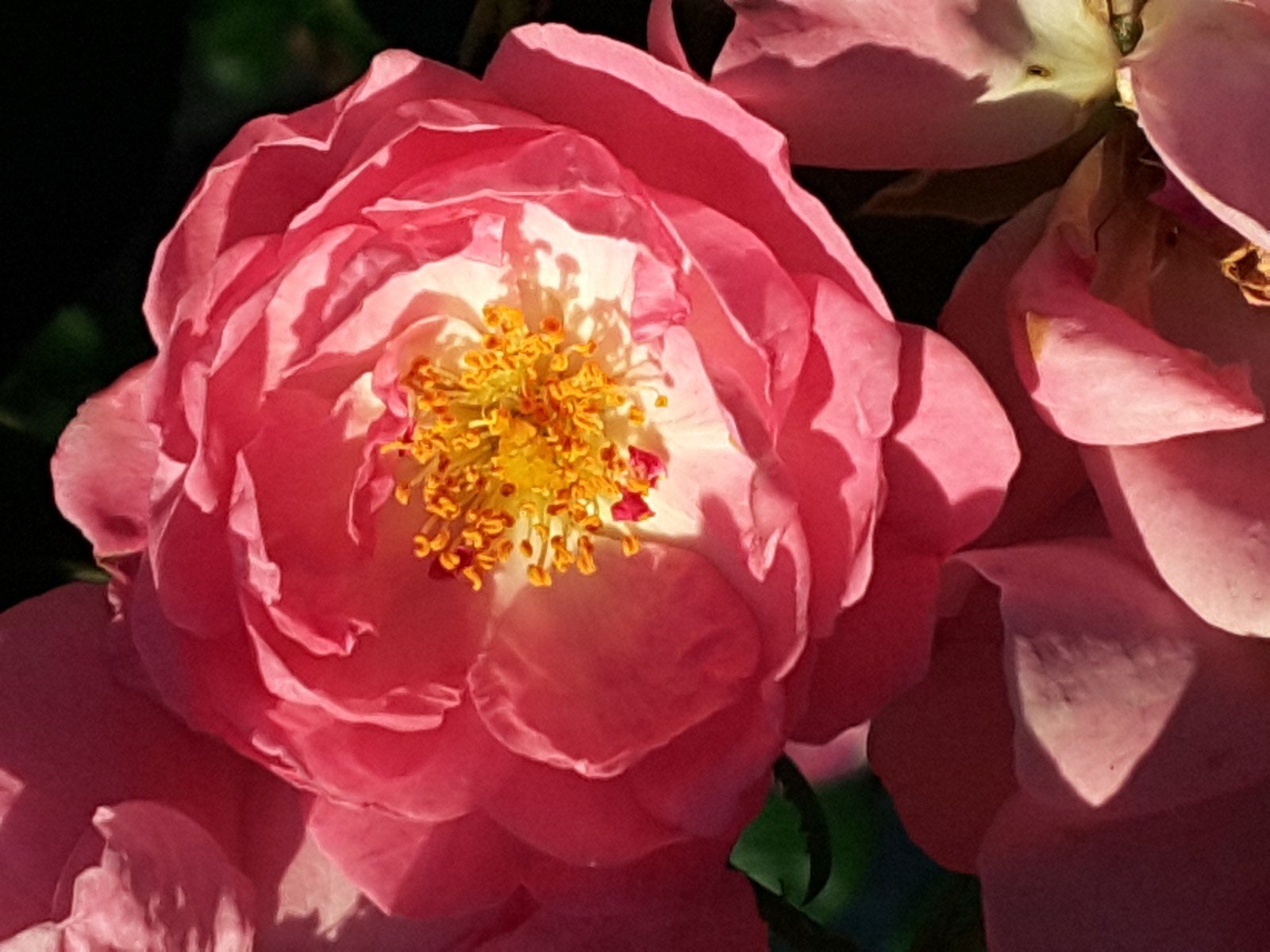 Tauschendo Rose