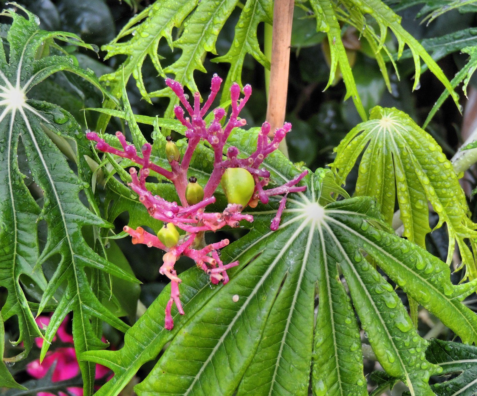Coral Bush
