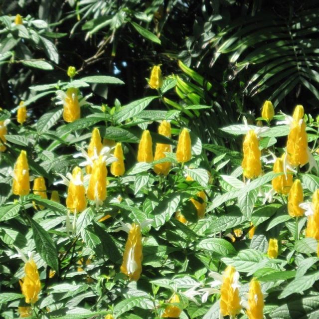 Lemon Popsicles