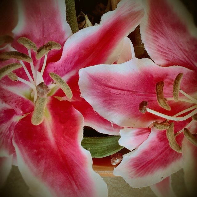 Pink Macro